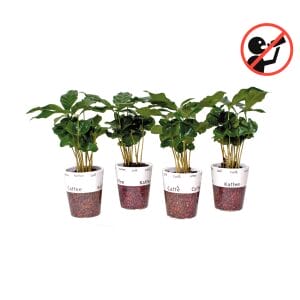Coffea Arabica