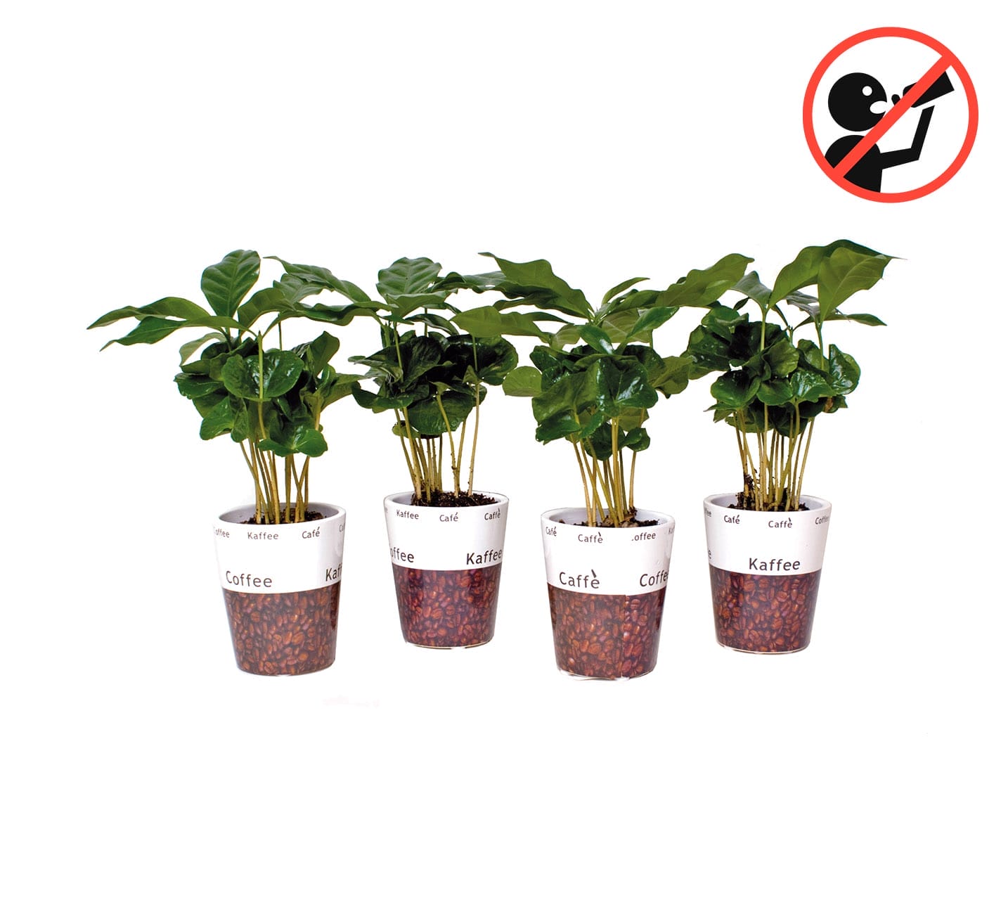 Coffea Arabica