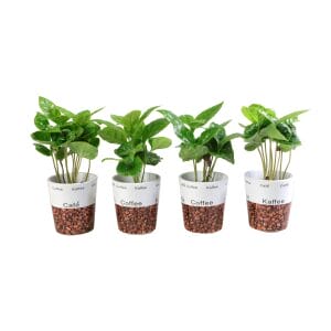 Coffea Arabica