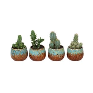 cactus mix