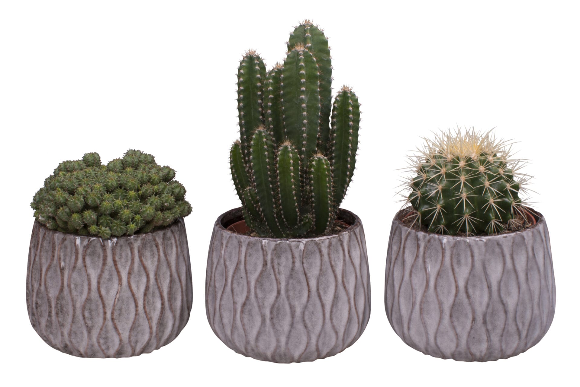 cactus mix