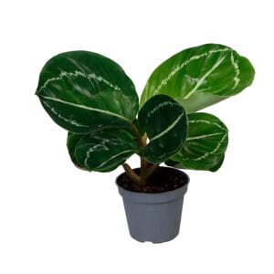 Calathea (Goeppertia) Roseopicta Green