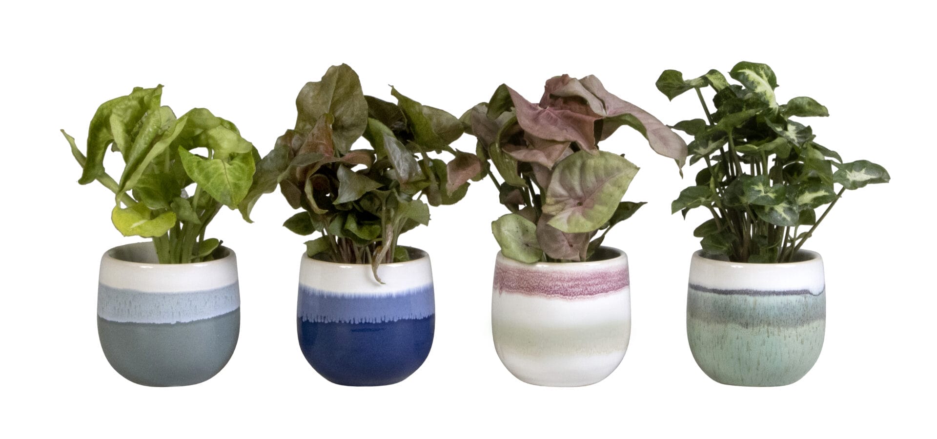 syngonium mix