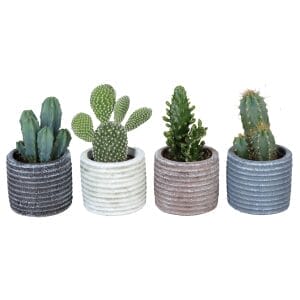 cactus mix