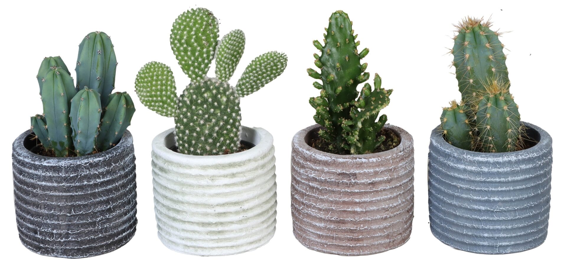 cactus mix