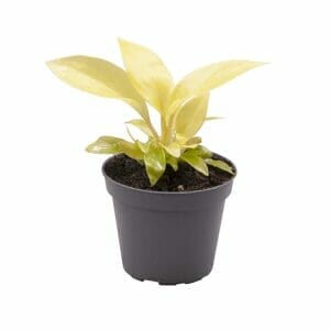 Philodendron Lemon Lime