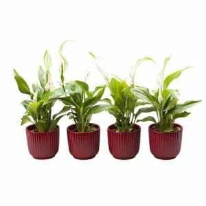 L 65590 med Spathiphyllum 6 cm