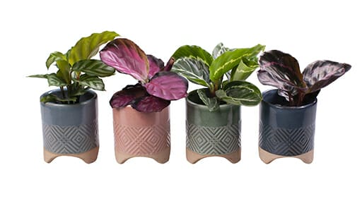 LUNDAGERPLANTS