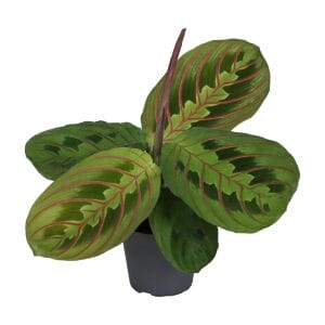 Calathea (Goeppertia) Red Stripe