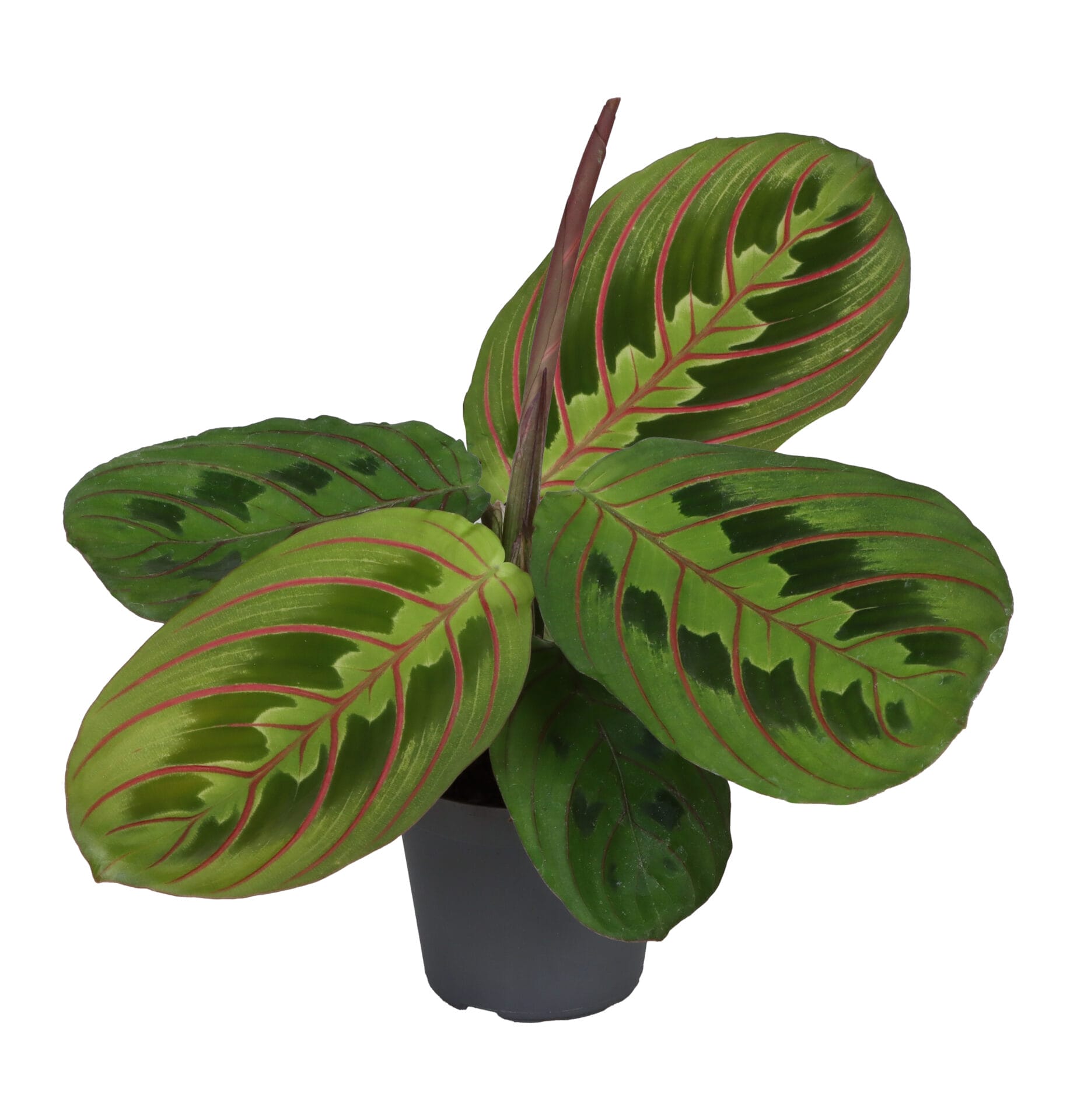 Calathea (Goeppertia) Red Stripe