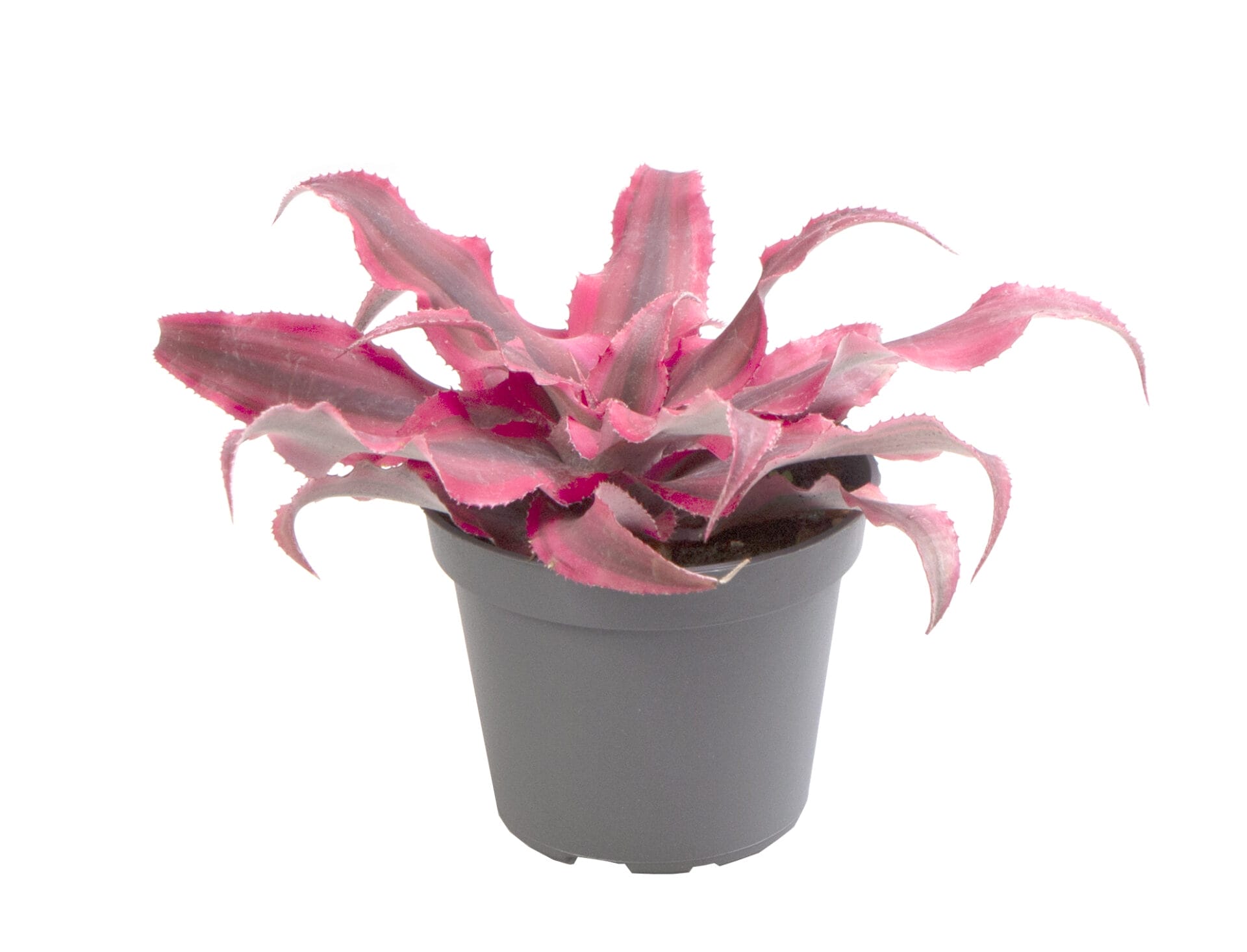 Cryptanthus Super Pink