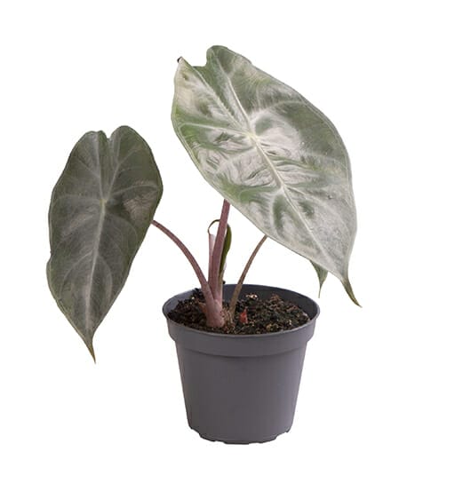 LUNDAGERPLANTS