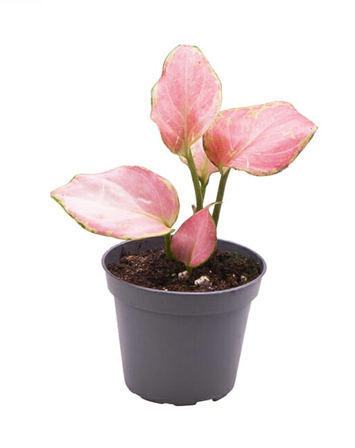 Aglaonema Red Dragon - Lundagerplants