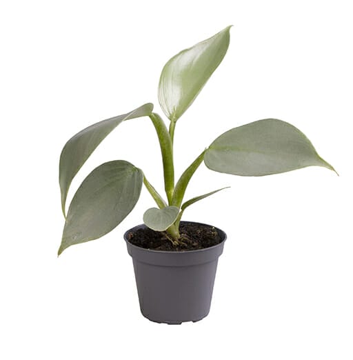 Philodendron Silver Queen