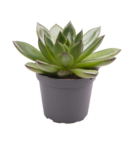 LUNDAGERPLANTS