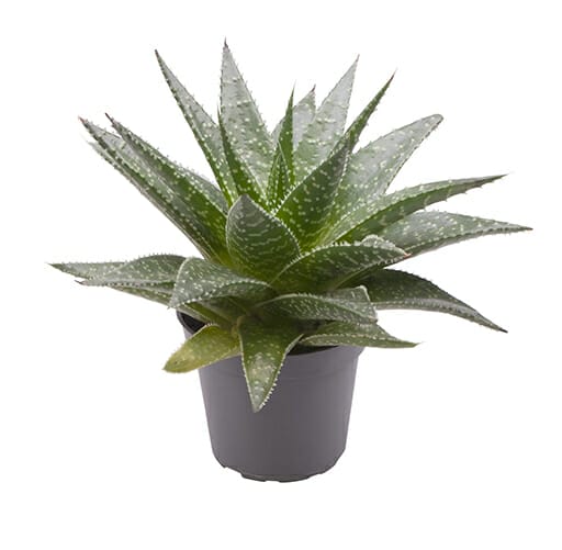 LUNDAGERPLANTS