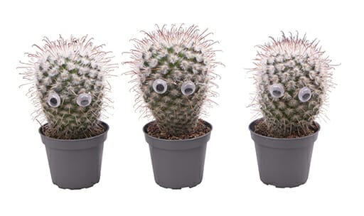 LUNDAGERPLANTS