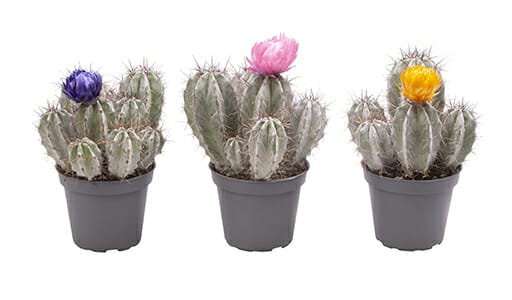 LUNDAGERPLANTS
