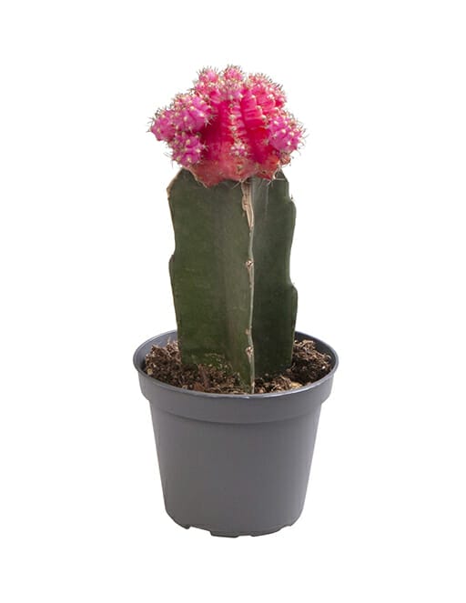 LUNDAGERPLANTS