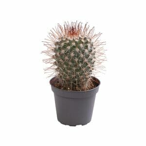 LUNDAGERPLANTS