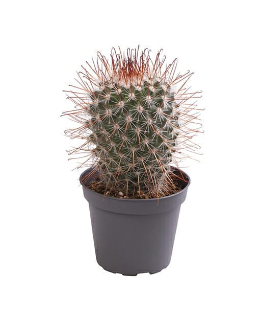 LUNDAGERPLANTS