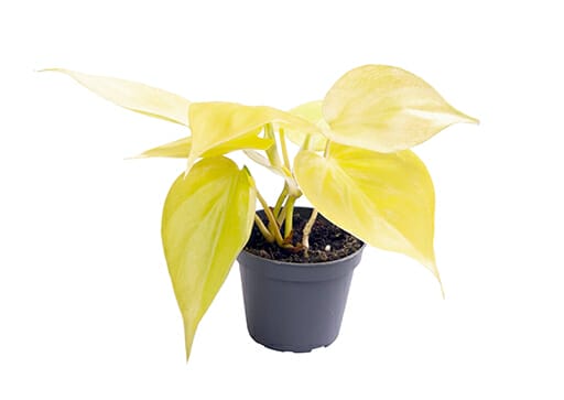 LUNDAGERPLANTS