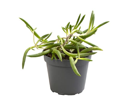 LUNDAGERPLANTS