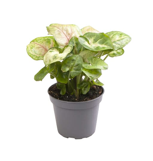 LUNDAGERPLANTS