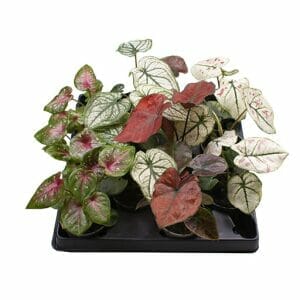 Caladium