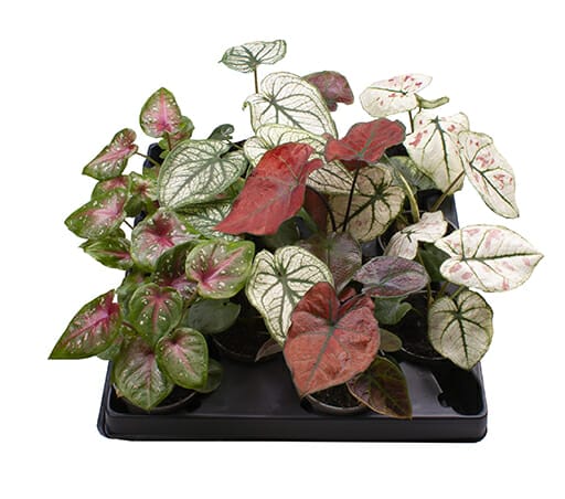 Caladium
