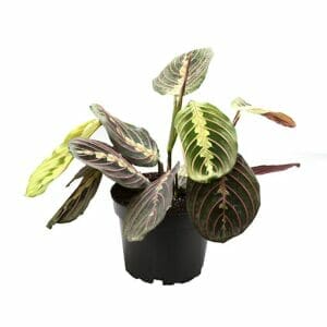 Maranta Leuconeura Red Stripe