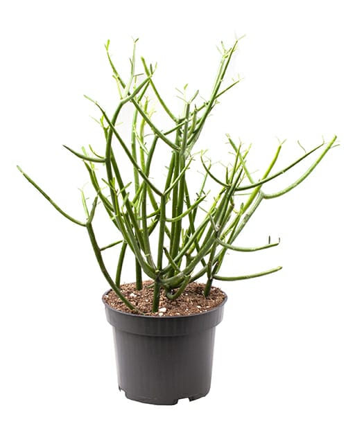 LUNDAGERPLANTS
