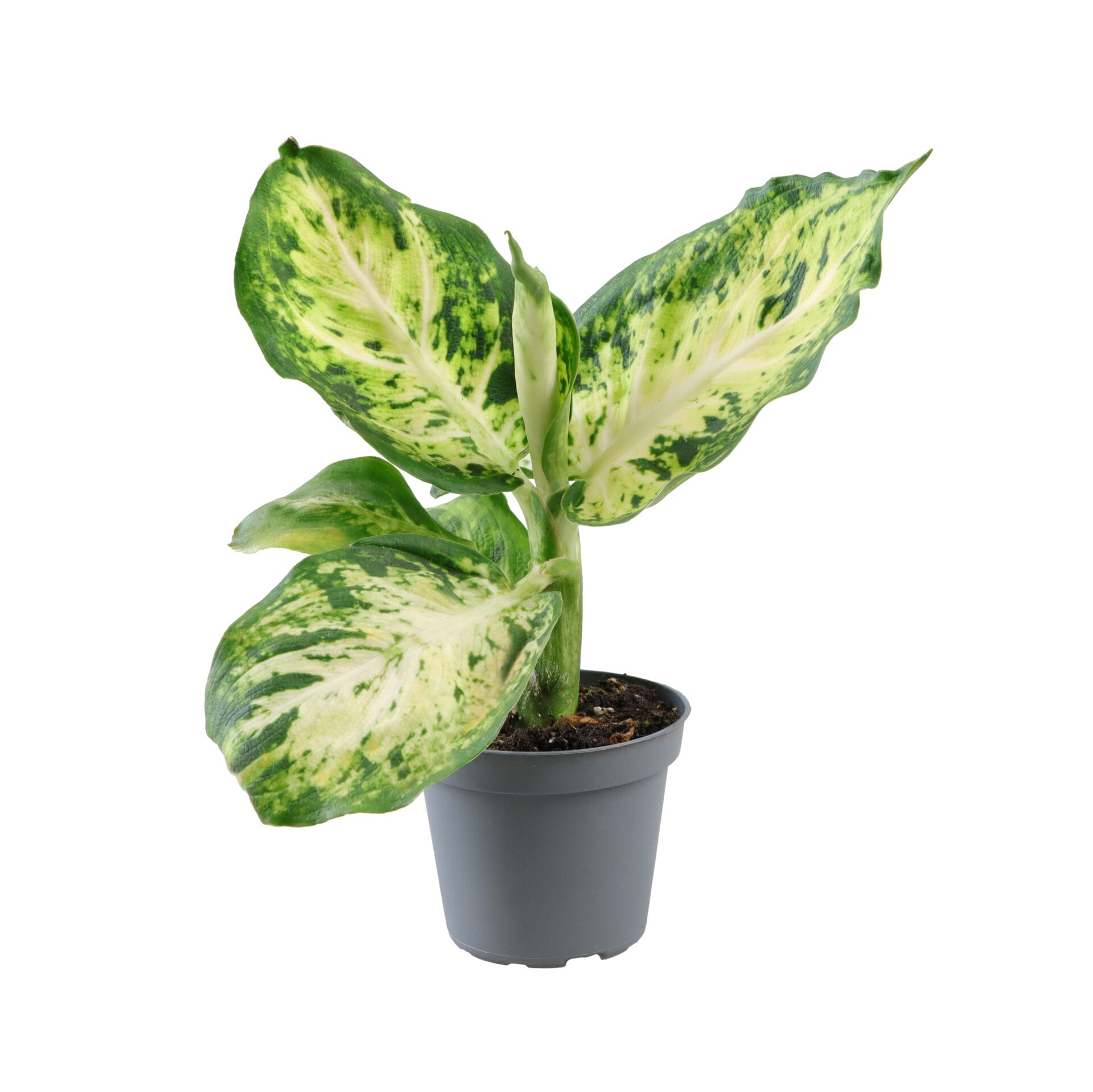 Dieffenbachia Maculata Amy