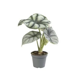 Alocasia Silver Dragon