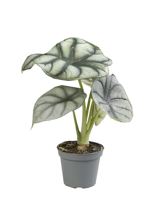 Alocasia Silver Dragon