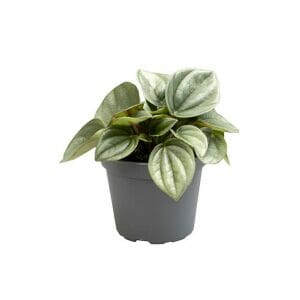 Peperomia Caperata Napoli Nights
