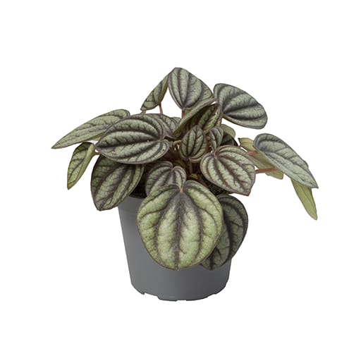 Peperomia Caperata Piccolo Banda