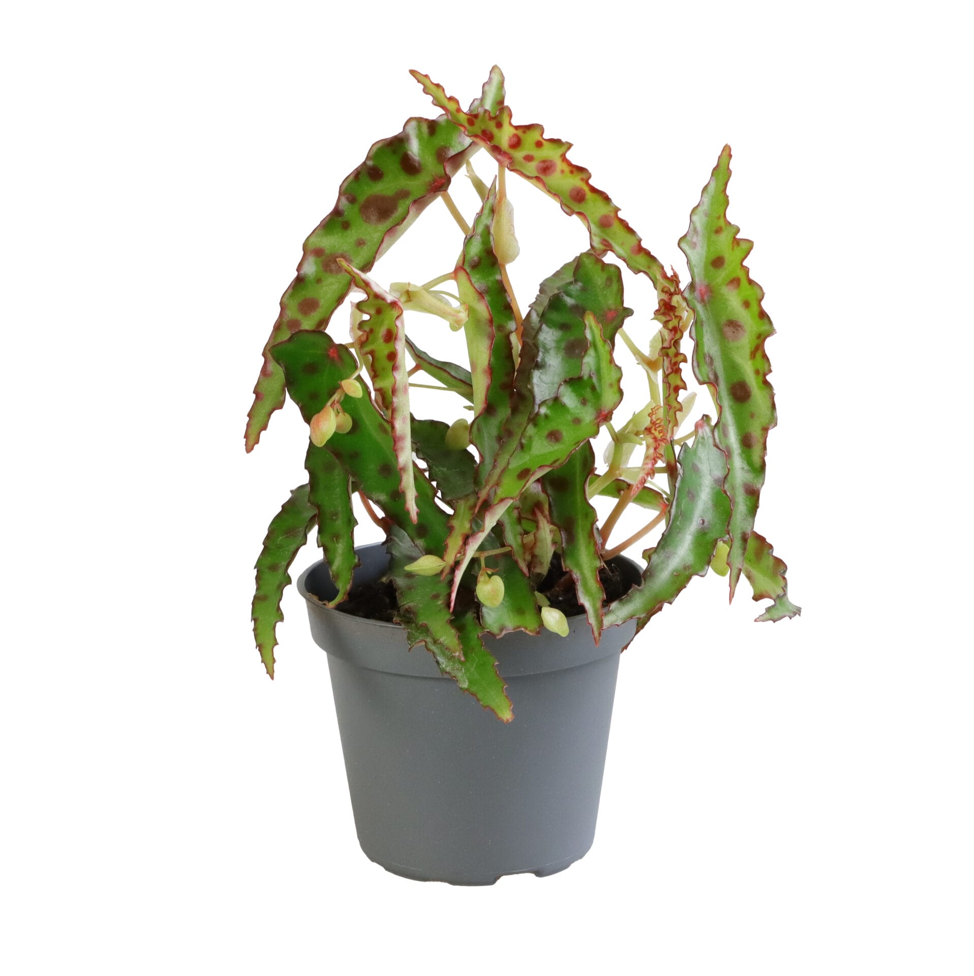 Begonia Amphioxus