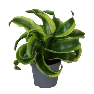 Dracaena Dragontree Tornado