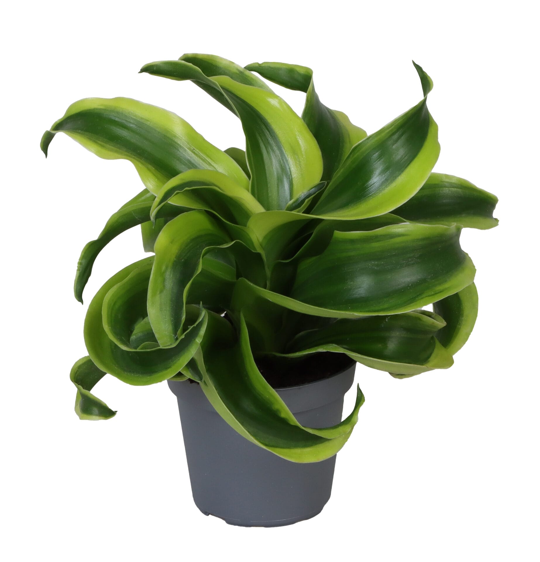Dracaena Dragontree Tornado