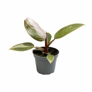 Philodendron Pink Princess