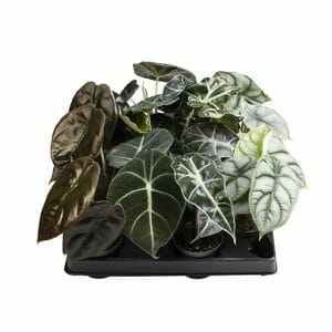 Alocasia mix