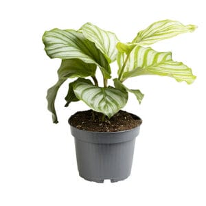 Calathea Orbifolia 12 cm