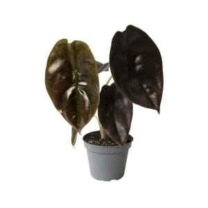 Alocasia Cuprea Red
