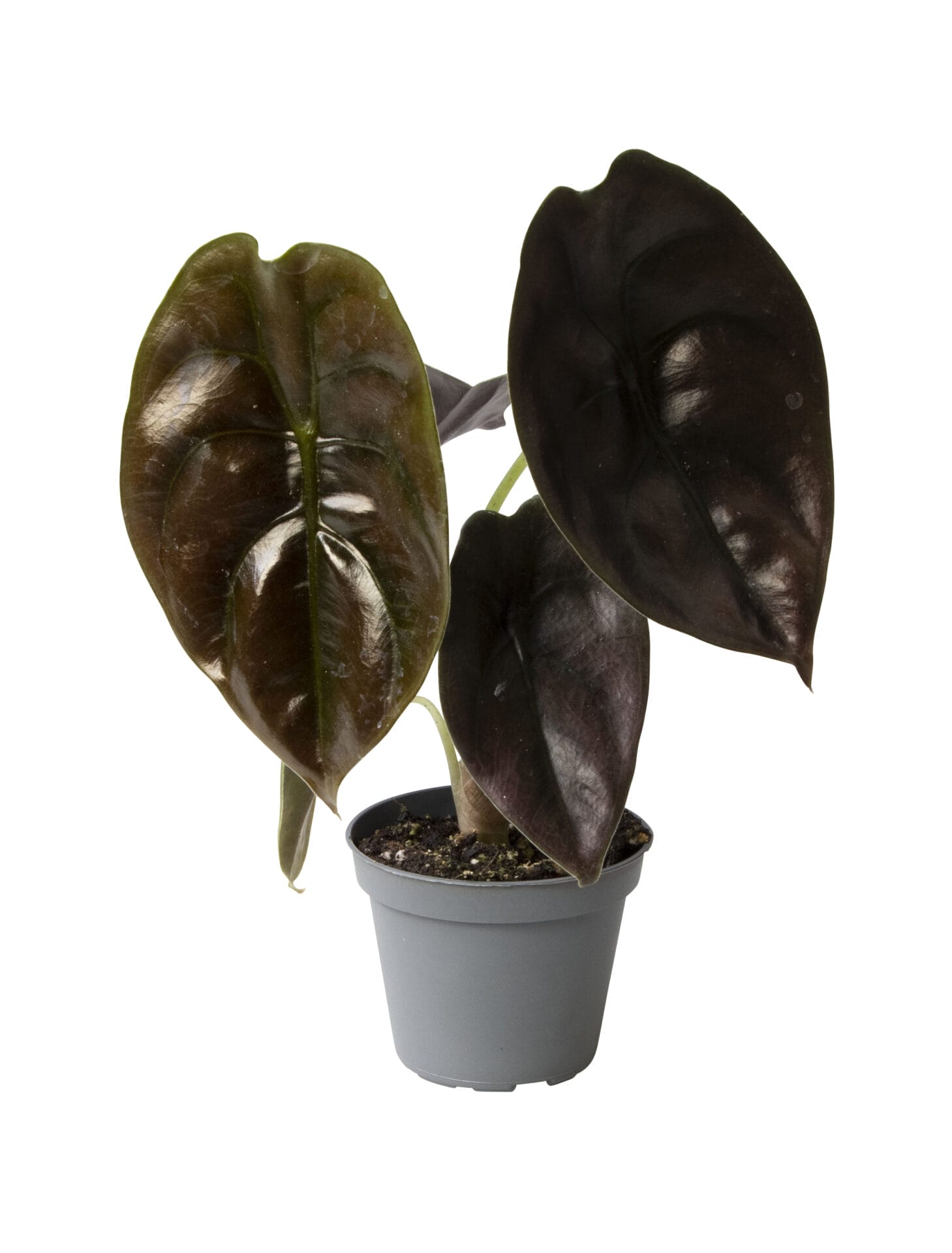 Alocasia Cuprea Red