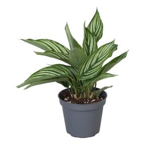 Calathea (Goeppertia) Vittata