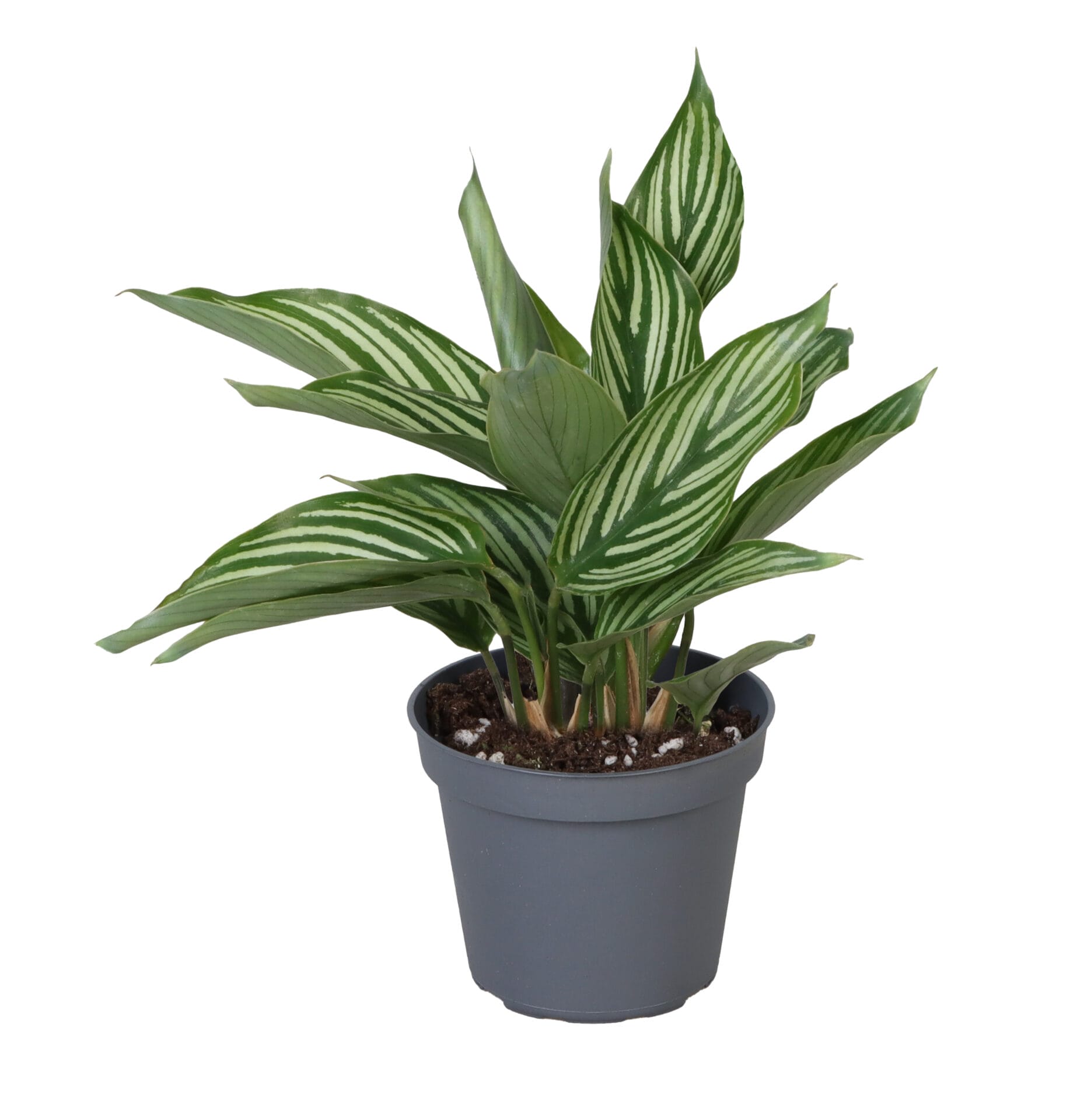 Calathea (Goeppertia) Vittata