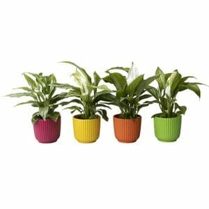 L 65626 with Spathiphyllum