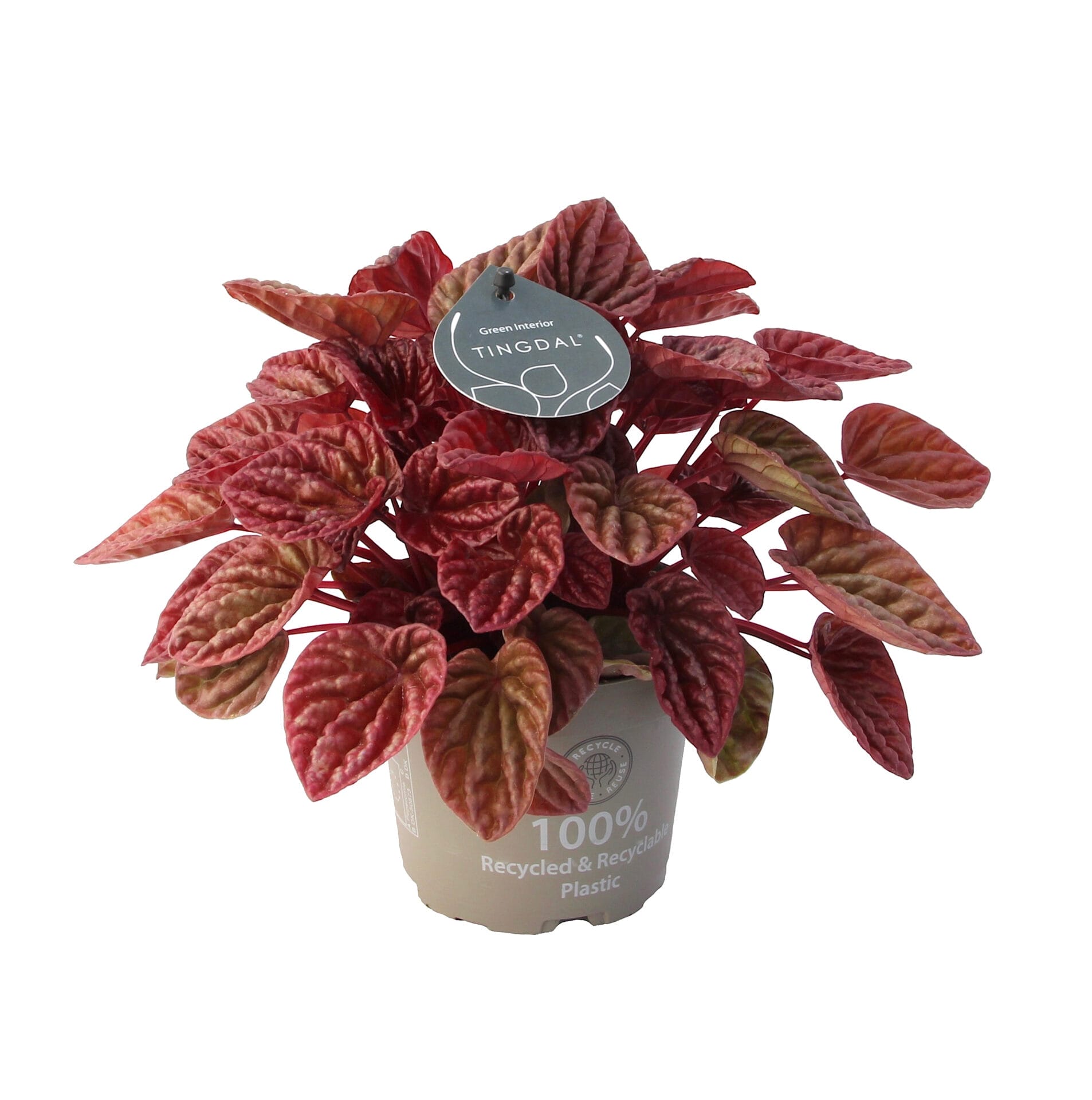 Peperomia Caperata Quito®