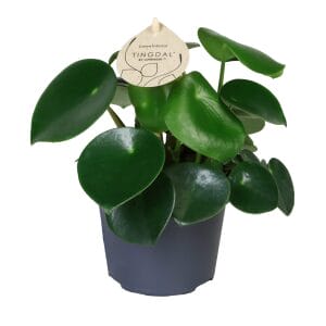 Peperomia Arifolia